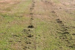 line-album-coring-verti--cut-top-soil--.--260131-8